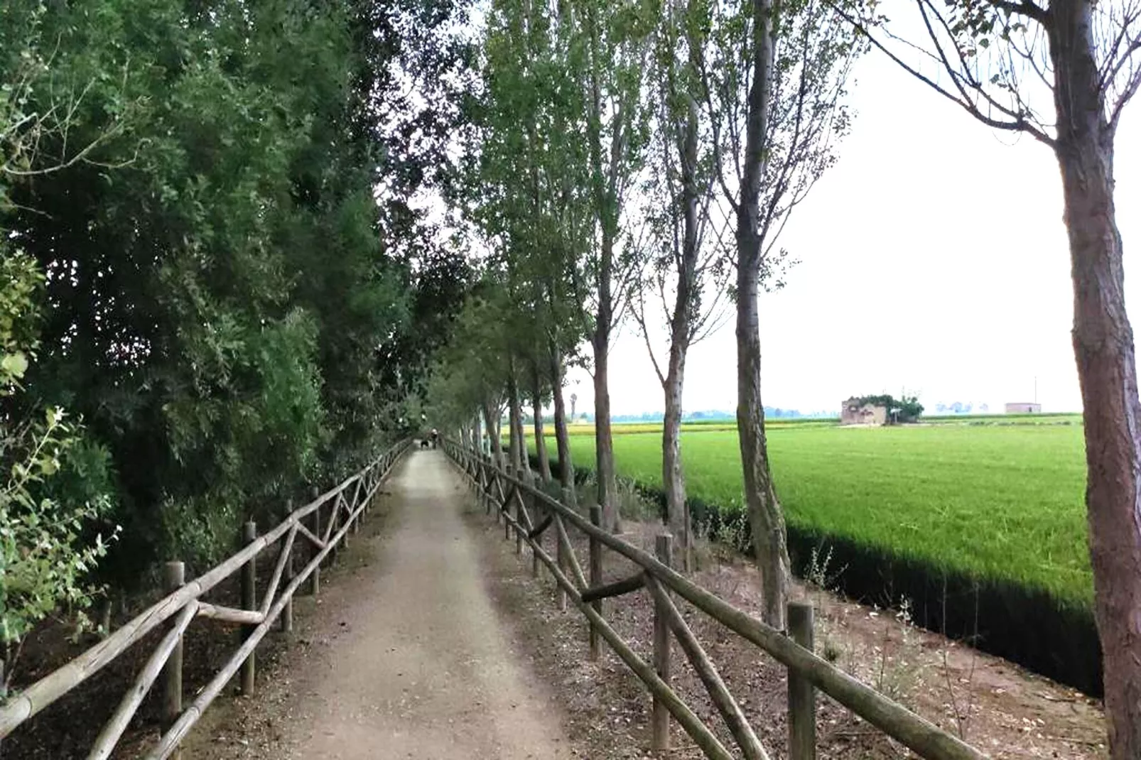 Mas Midó-Gebieden zomer 1km