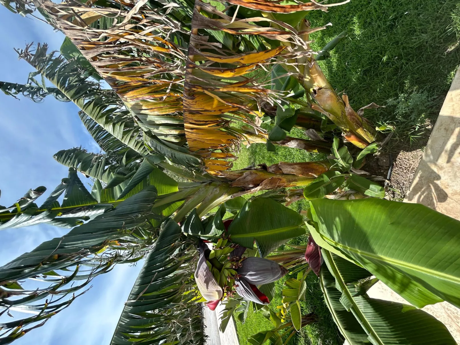 Il Gelso e l'Ulivo Wohnung mit Schwimmbad - Image-tags.info