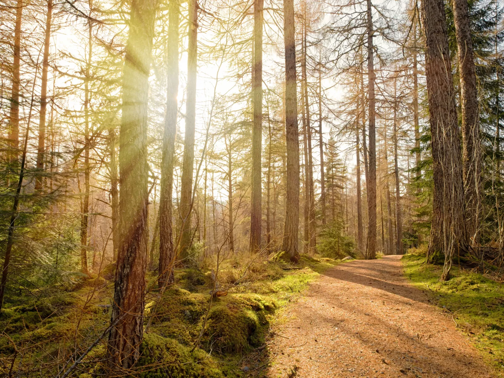 Strone Cottage - Omgeving