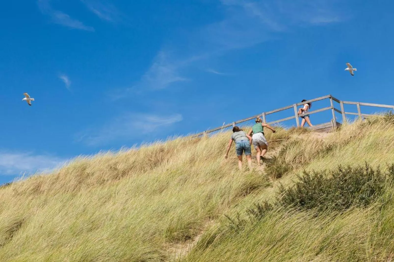 Slaapstrandhuisje - Strand dishoek 67  Dishoek-Gebieden zomer 20km