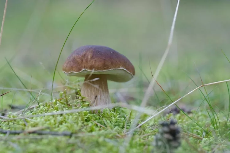 Holiday home Rekowo 120 qm - Gebieden zomer 1km