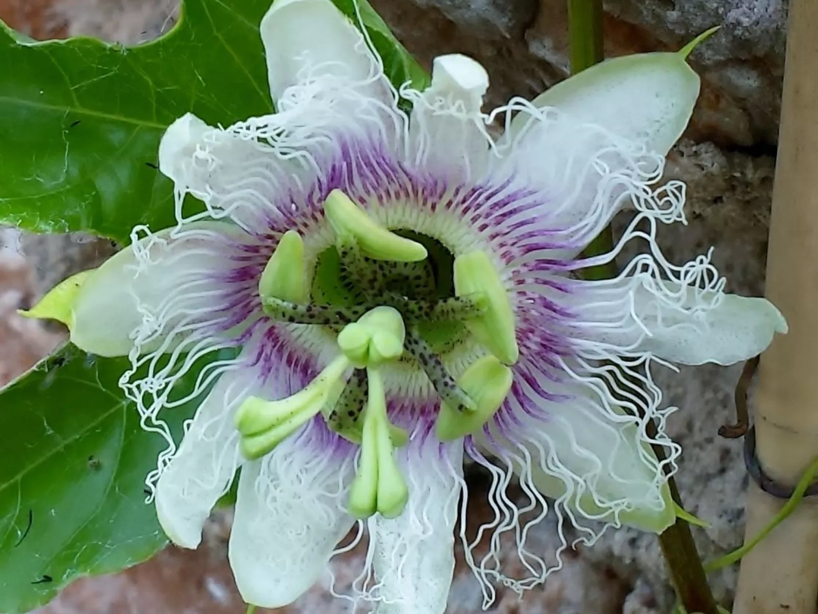 Casa Vale Vinagre, schöne Villa in der Natur - Image-tags.info