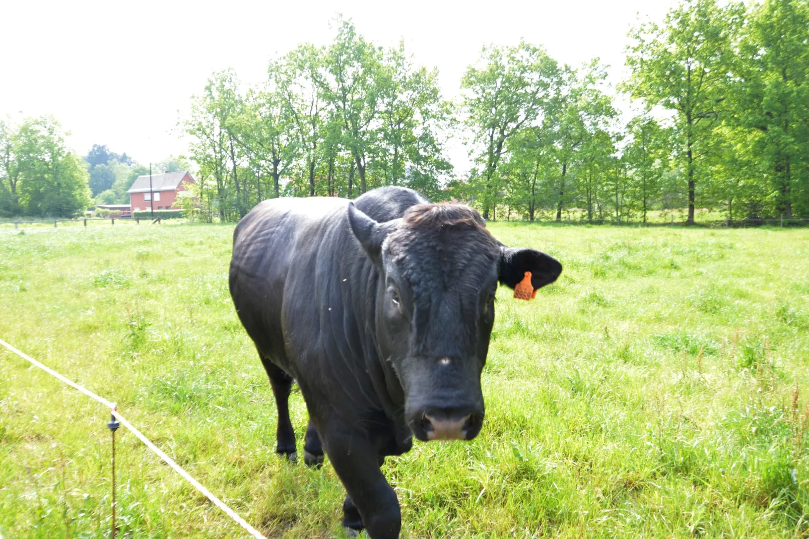 Ganzenweelde - Sfeer