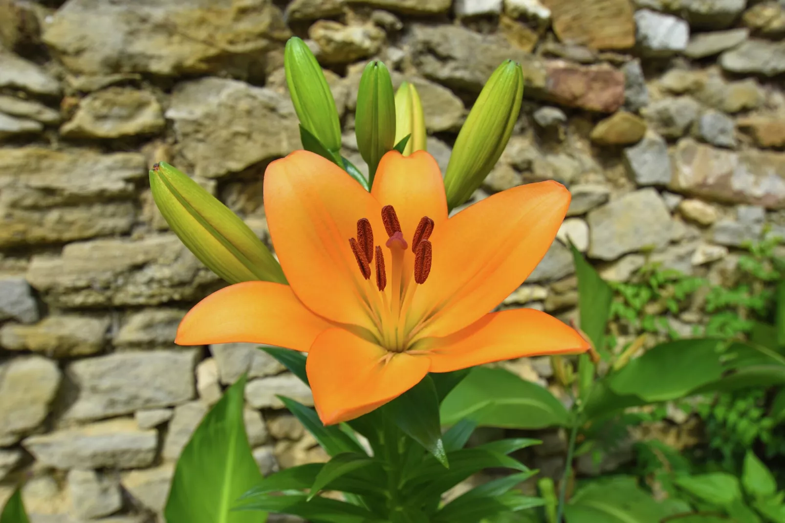 VILLA - FELINES MINERVOIS - Sfeer