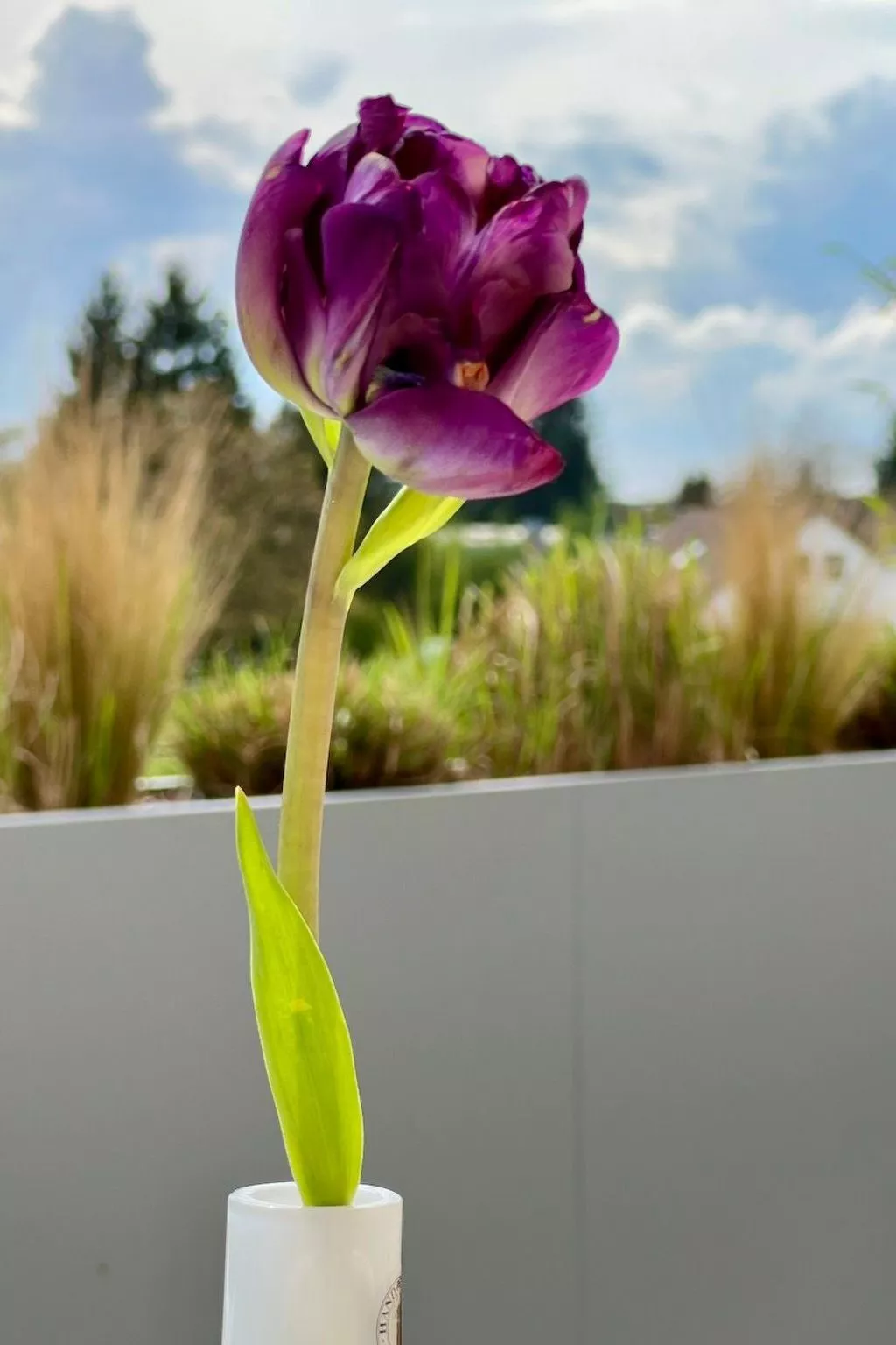 BLICKinsGRUEN - Image-tags.info