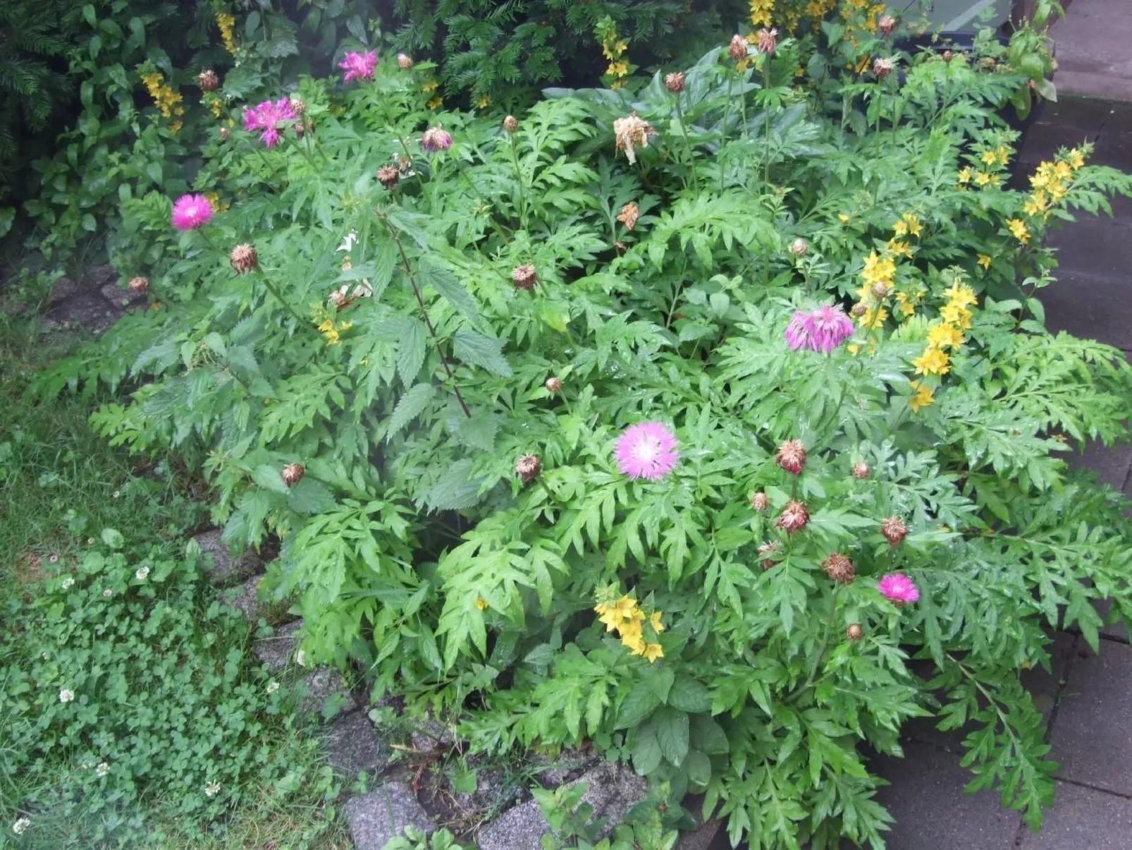 Gemütliche Wohnung in Wernigerode mit Garten und Grill - Image-tags.info