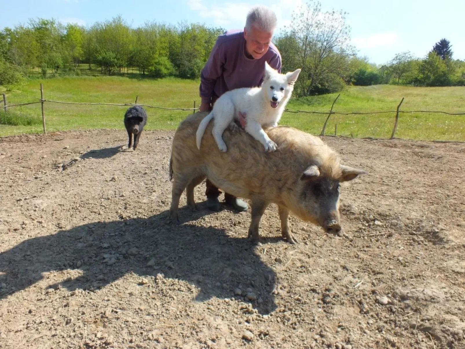 In Döbrököz mit privatem Pool - Image-tags.info