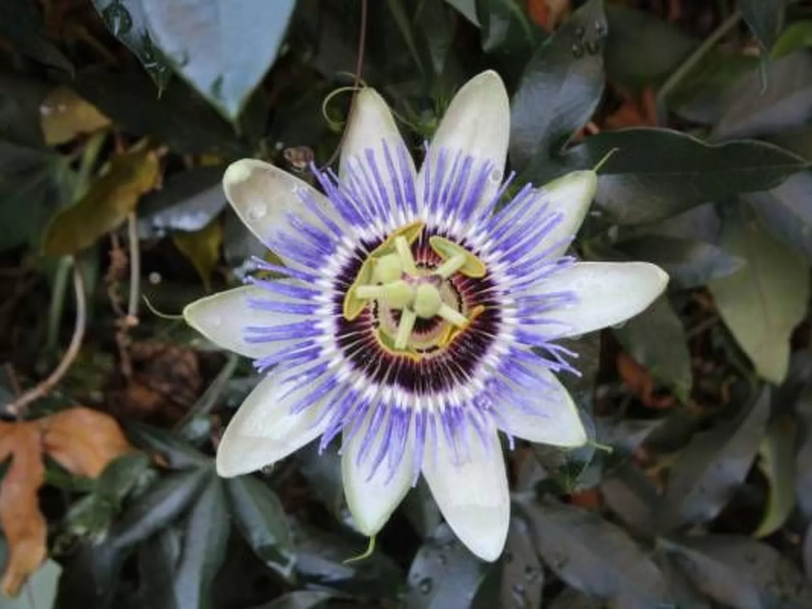 Für 4 Personen ca. 45 m&sup2; in Budva, Adriaküste Montenegro (Küste um Budva)-Image-tags.info