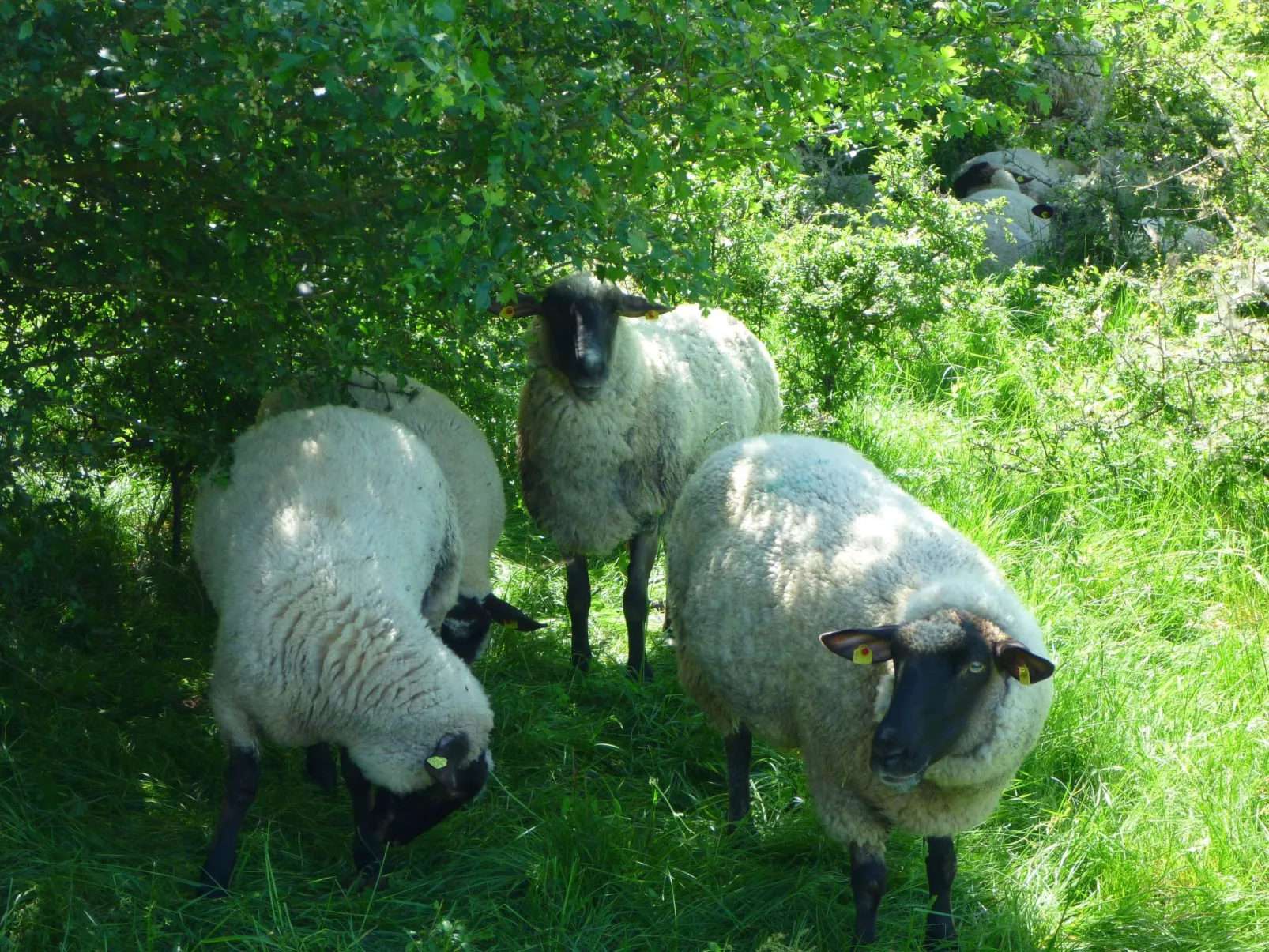 TRADITIONELLES REETDACHHAUS MIT SAUNA, KAMINOFEN UND PRIVATEM WASSERZUGANG - Image-tags.info