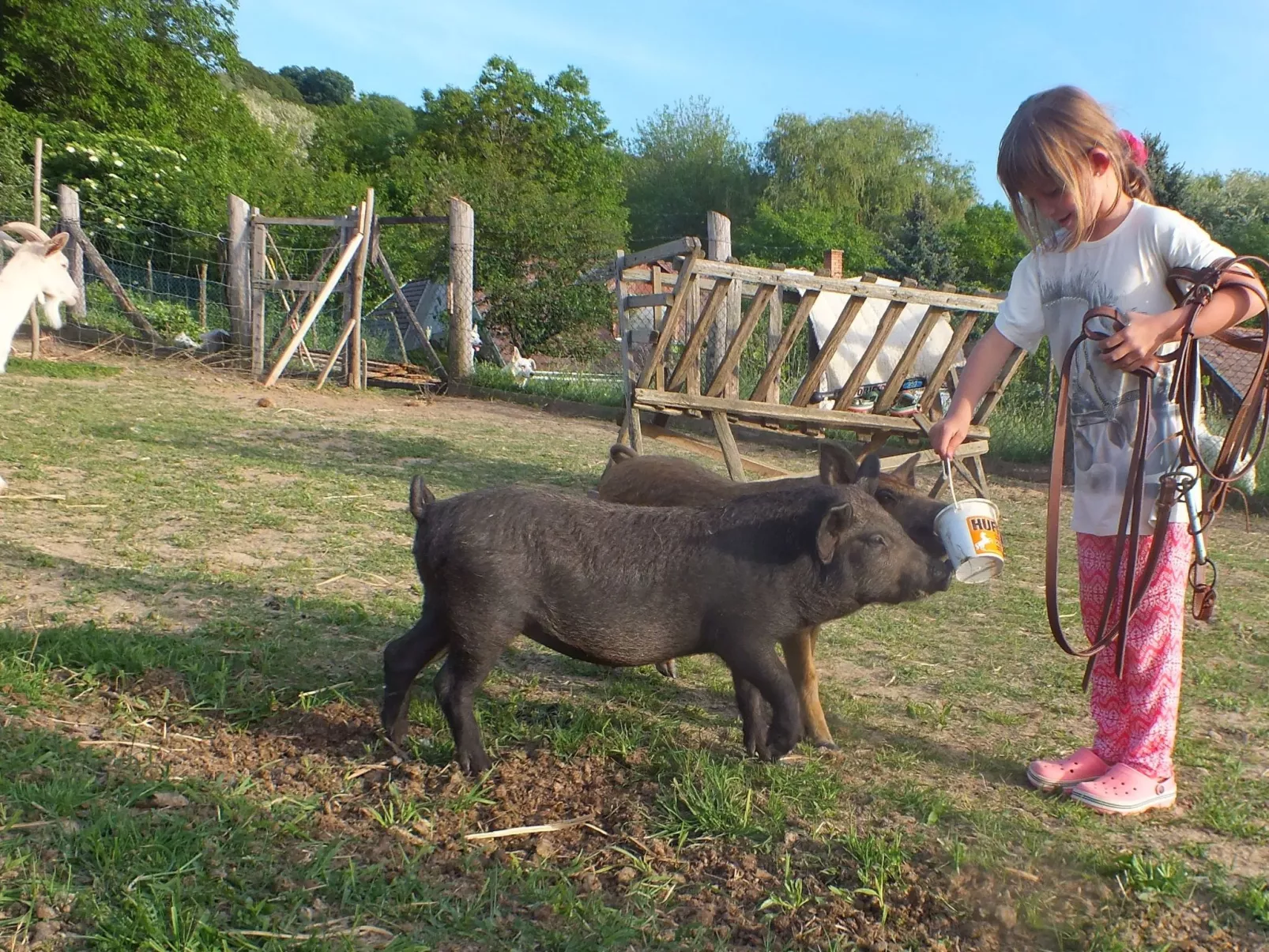 In Döbrököz mit privatem Pool - Image-tags.info
