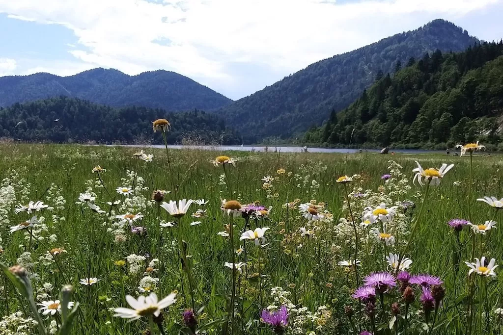 276650 - Niet-getagd