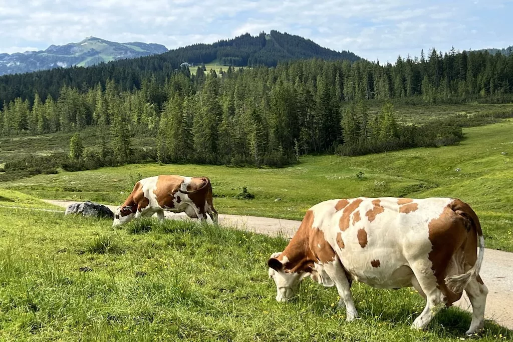 199252 - Niet-getagd