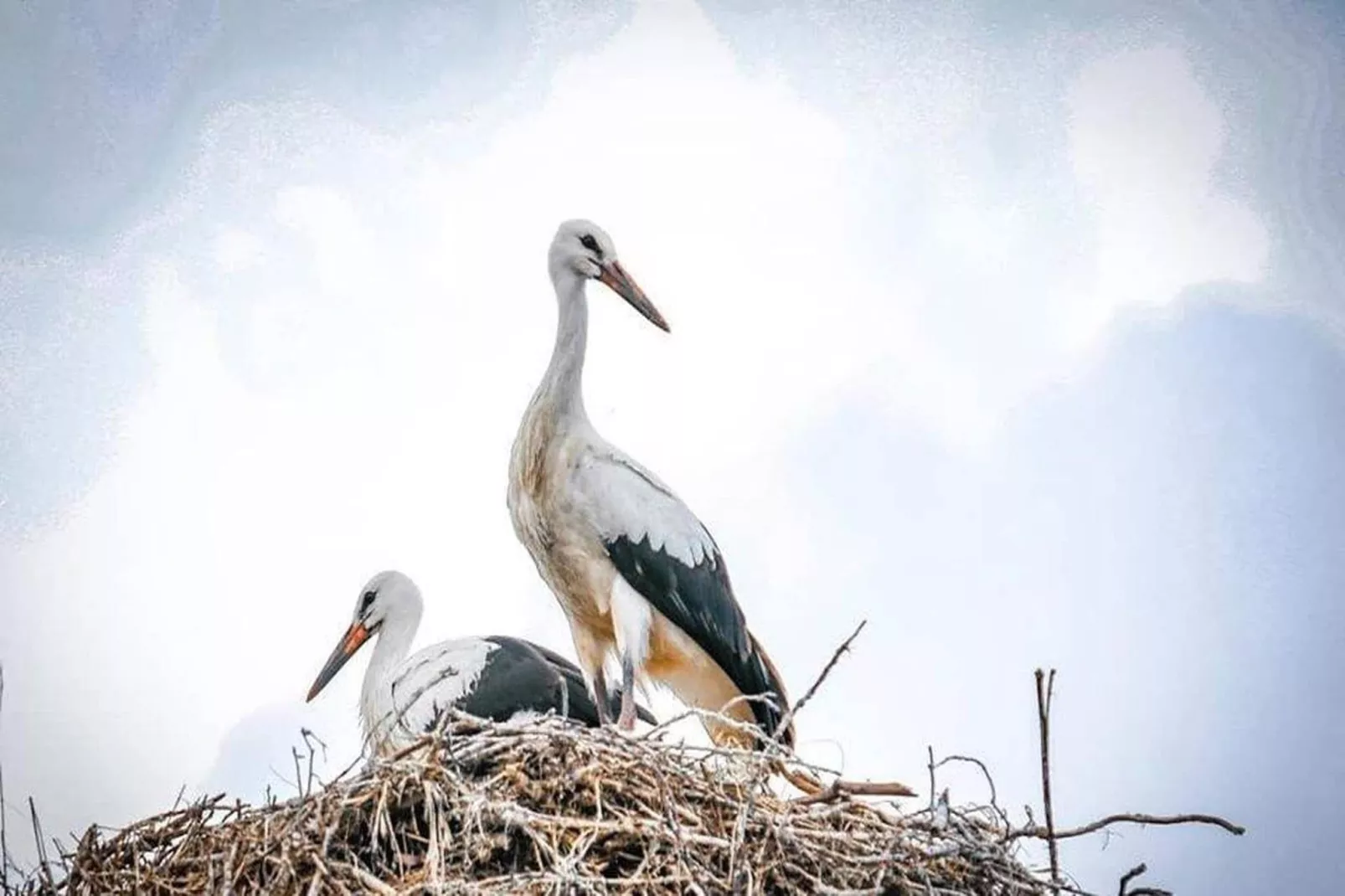 Dom przy drodze Skansen dla 9 osób Bełczna-Gebieden zomer 5km
