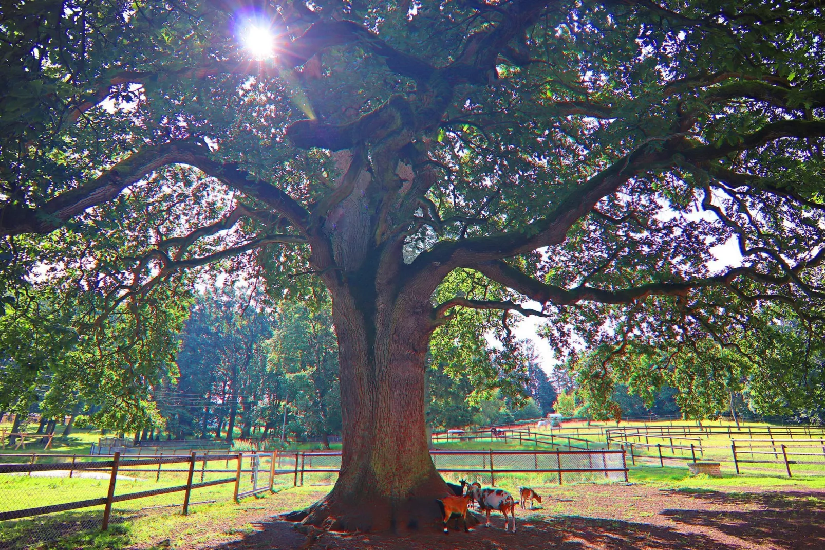 Haus Oliver 200 qm / 1-4 Personen-Tuinen zomer