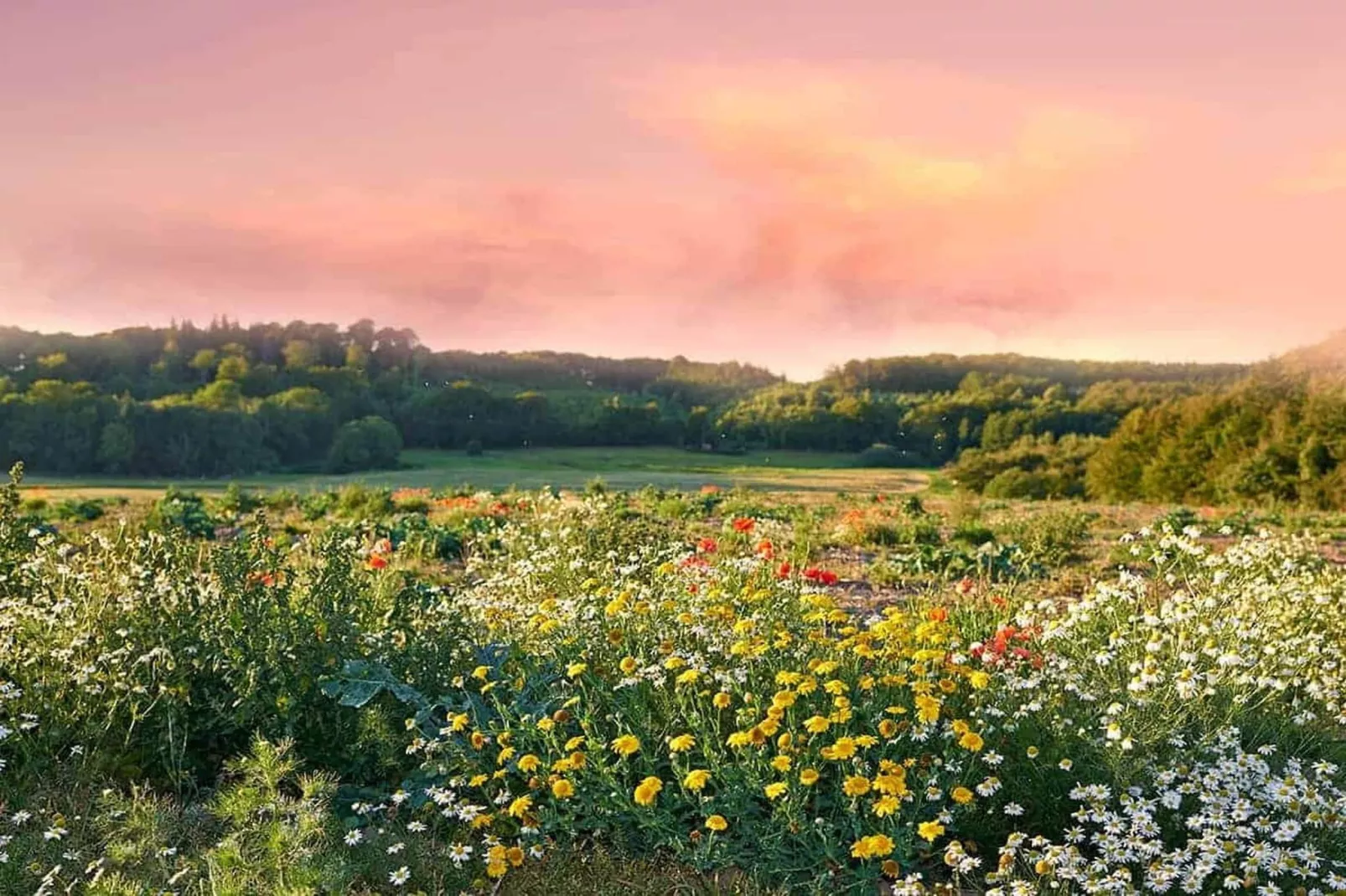 Dom przy drodze Skansen dla 10 osób Bełczna-Gebieden zomer 5km