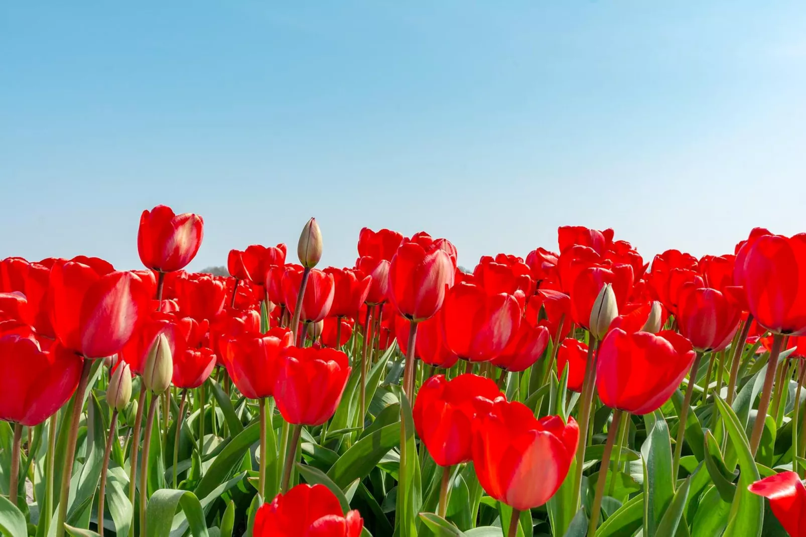 Résidence Juliana 21-Sfeer