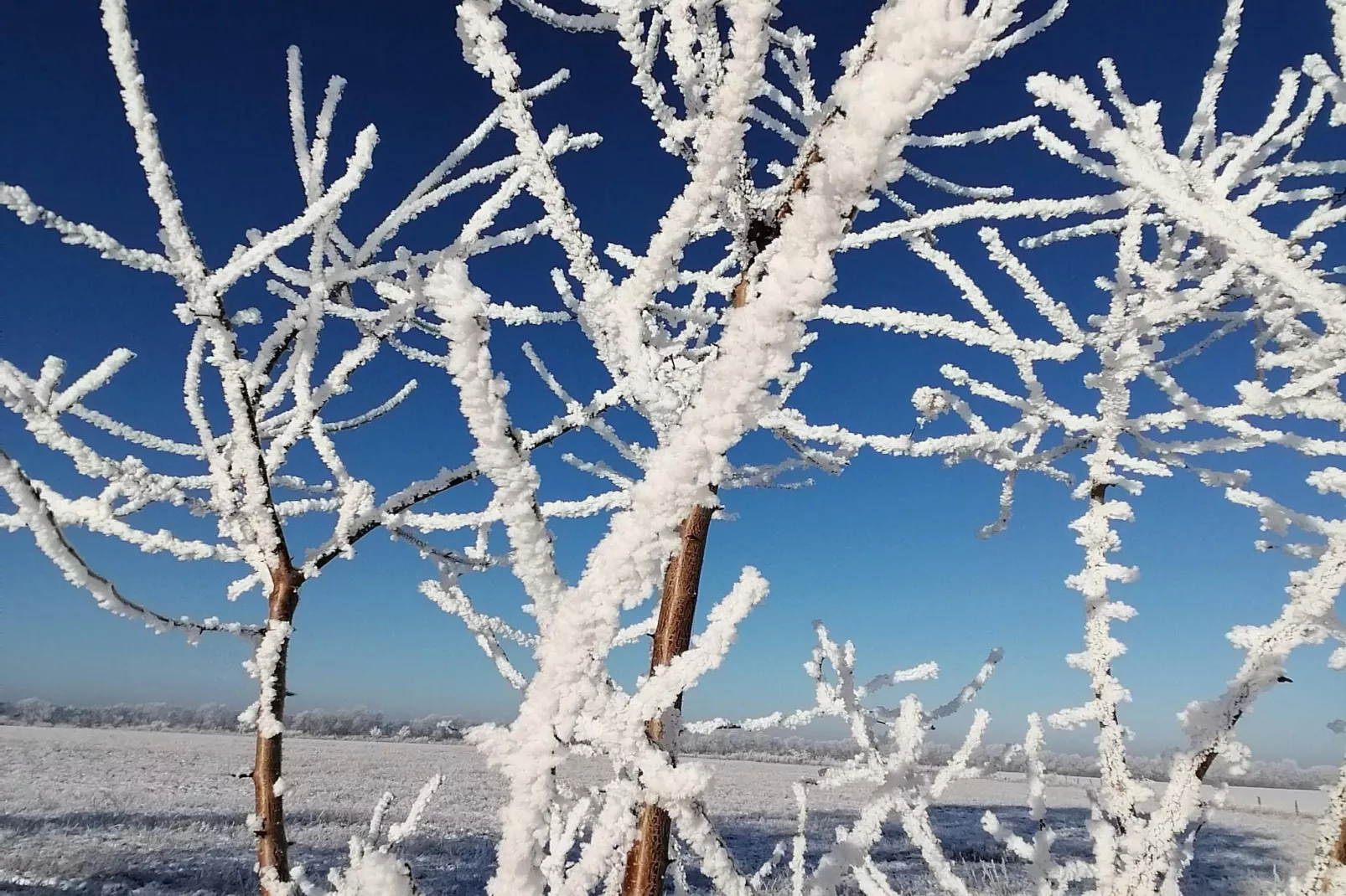 Windspiel Nr2 - Gebied winter 1km