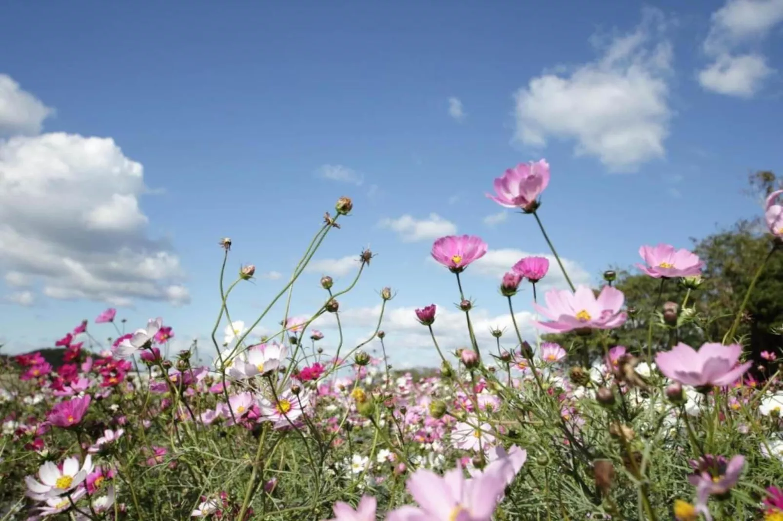 6P Comfort - Gebieden zomer 5km