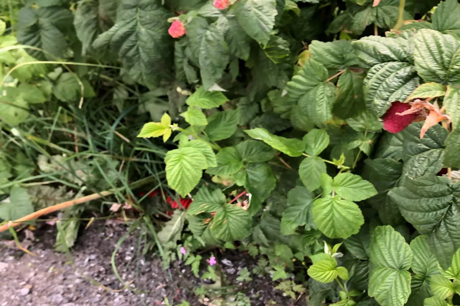 8 Personen vakantie huis in frosta - Niet-getagd