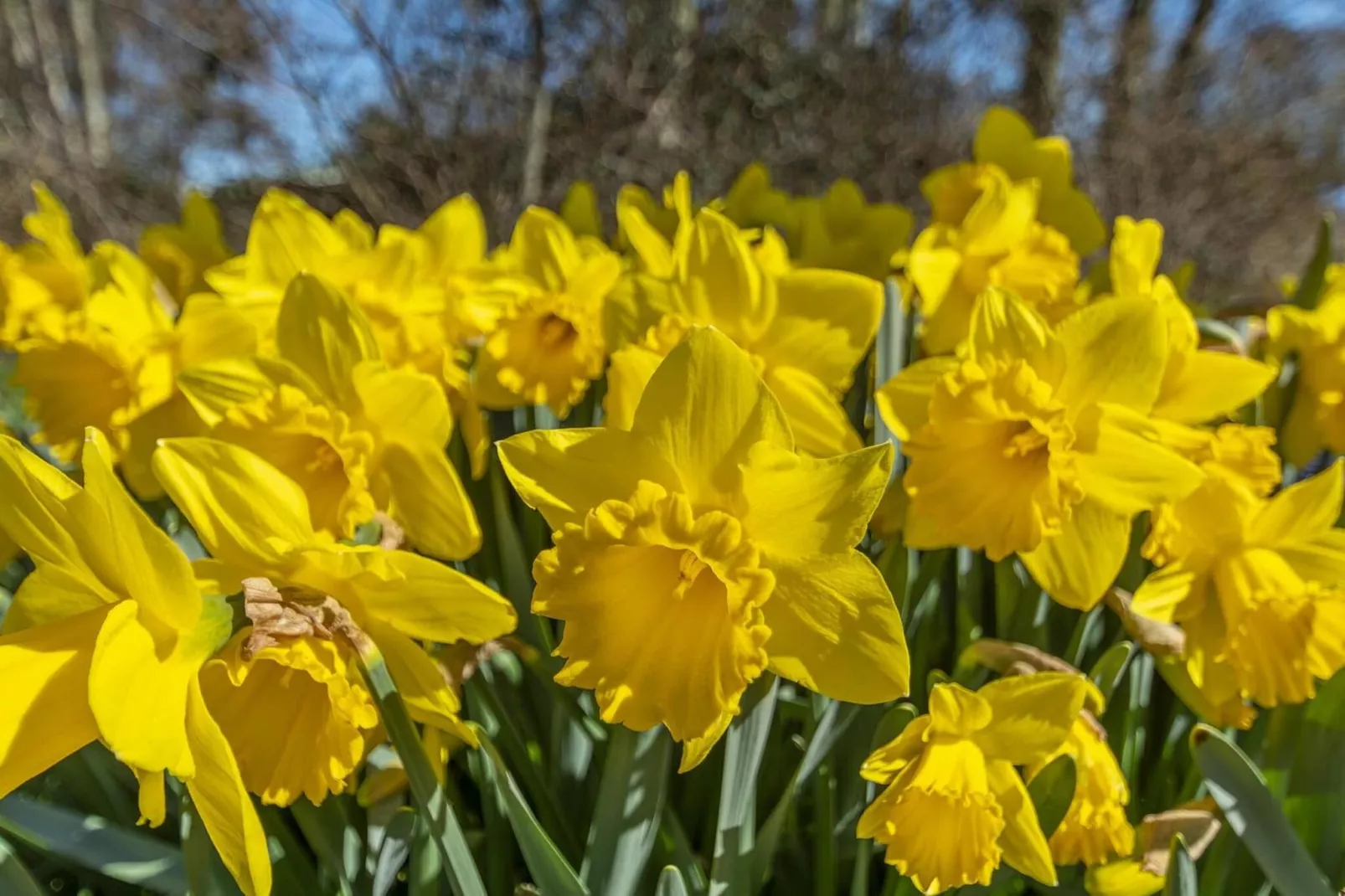 Callantsduyne 21-Gebieden zomer 1km