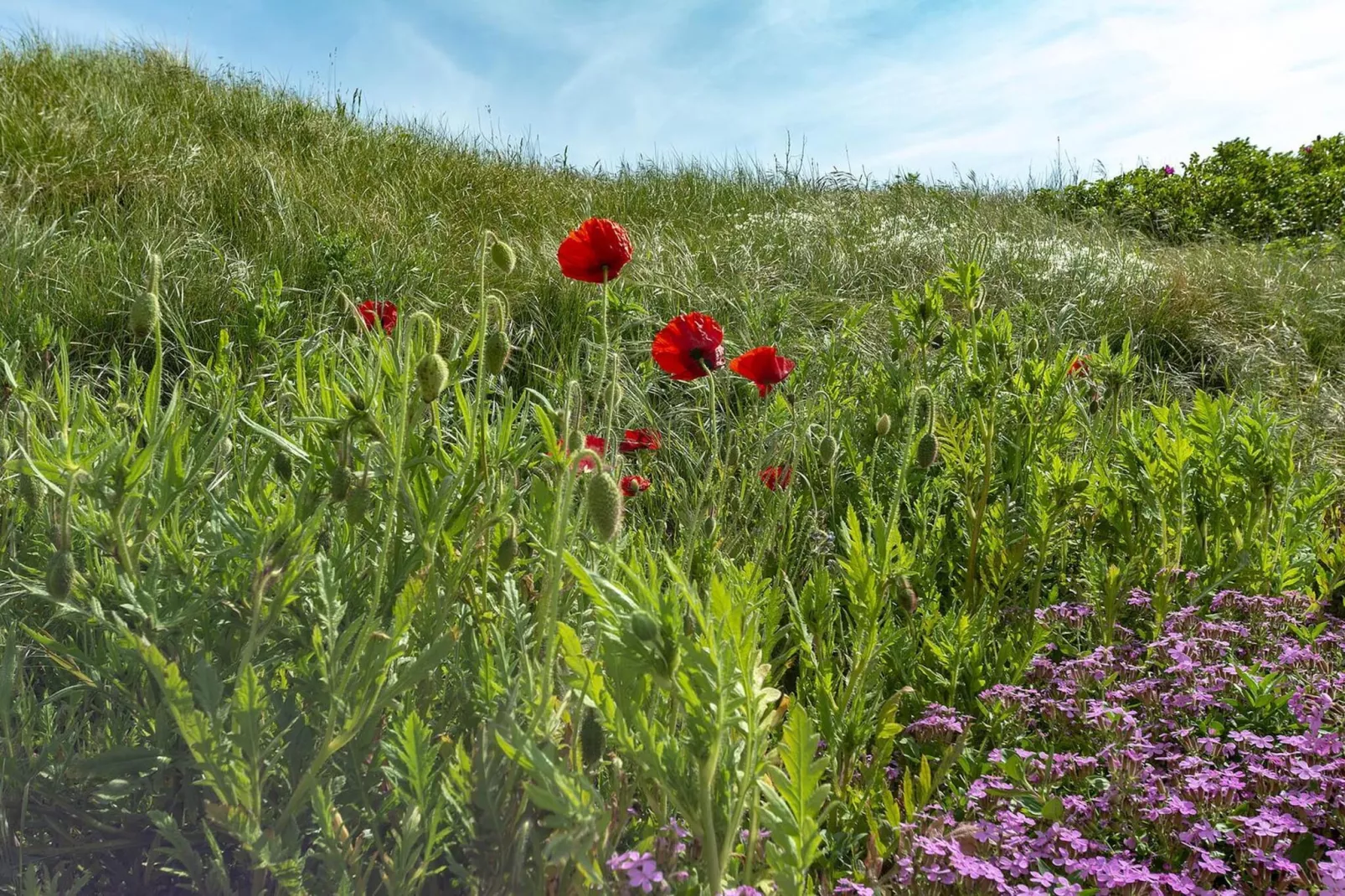 Callantsduyne 21-Gebieden zomer 1km