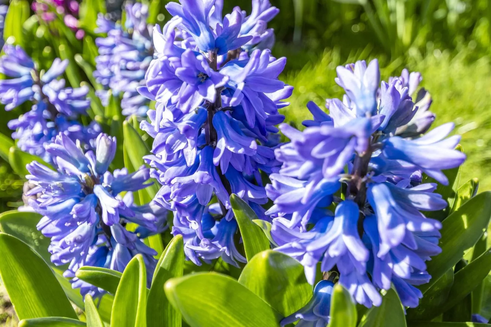 Callantsduyne 21-Sfeer