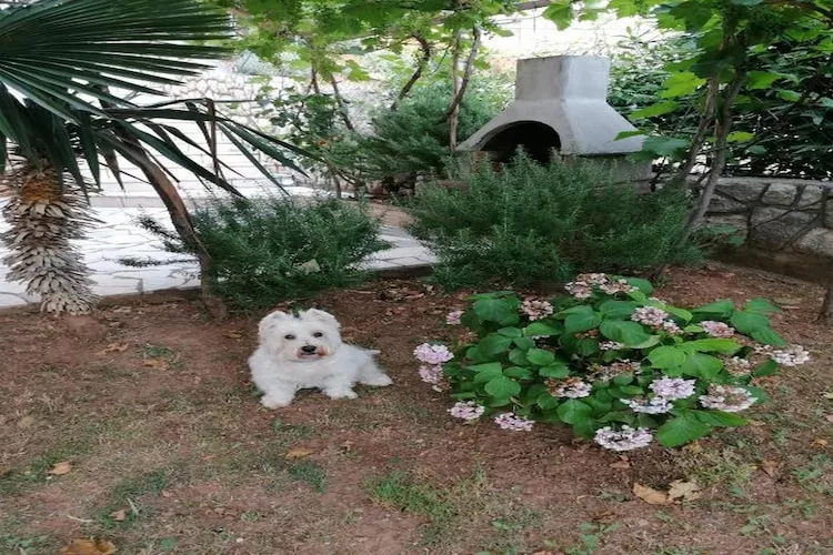 House Panorama - One Bedroom Apartment with Terrace and Sea View (Cezar)-Faciliteiten