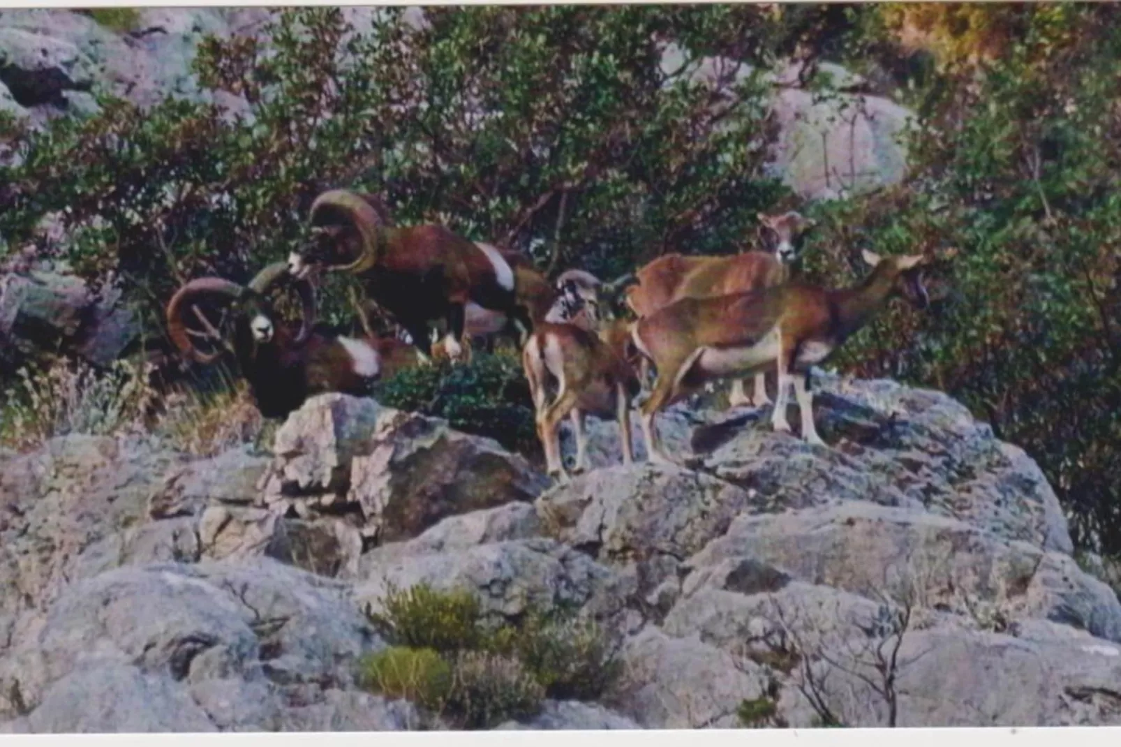 Apartments Kula - Comfort One Bedroom Apartment with Balcony and Sea View-B3-Sfeer