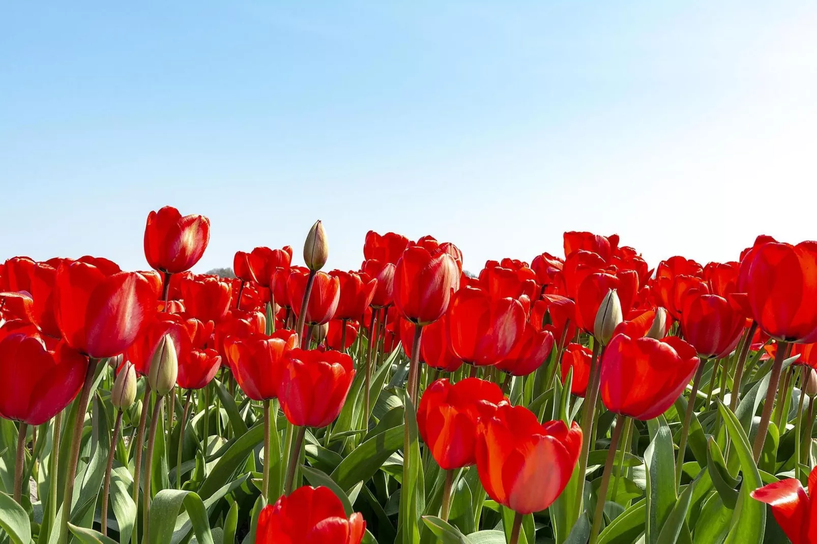 Ooghduyne 148 - Tuinen zomer