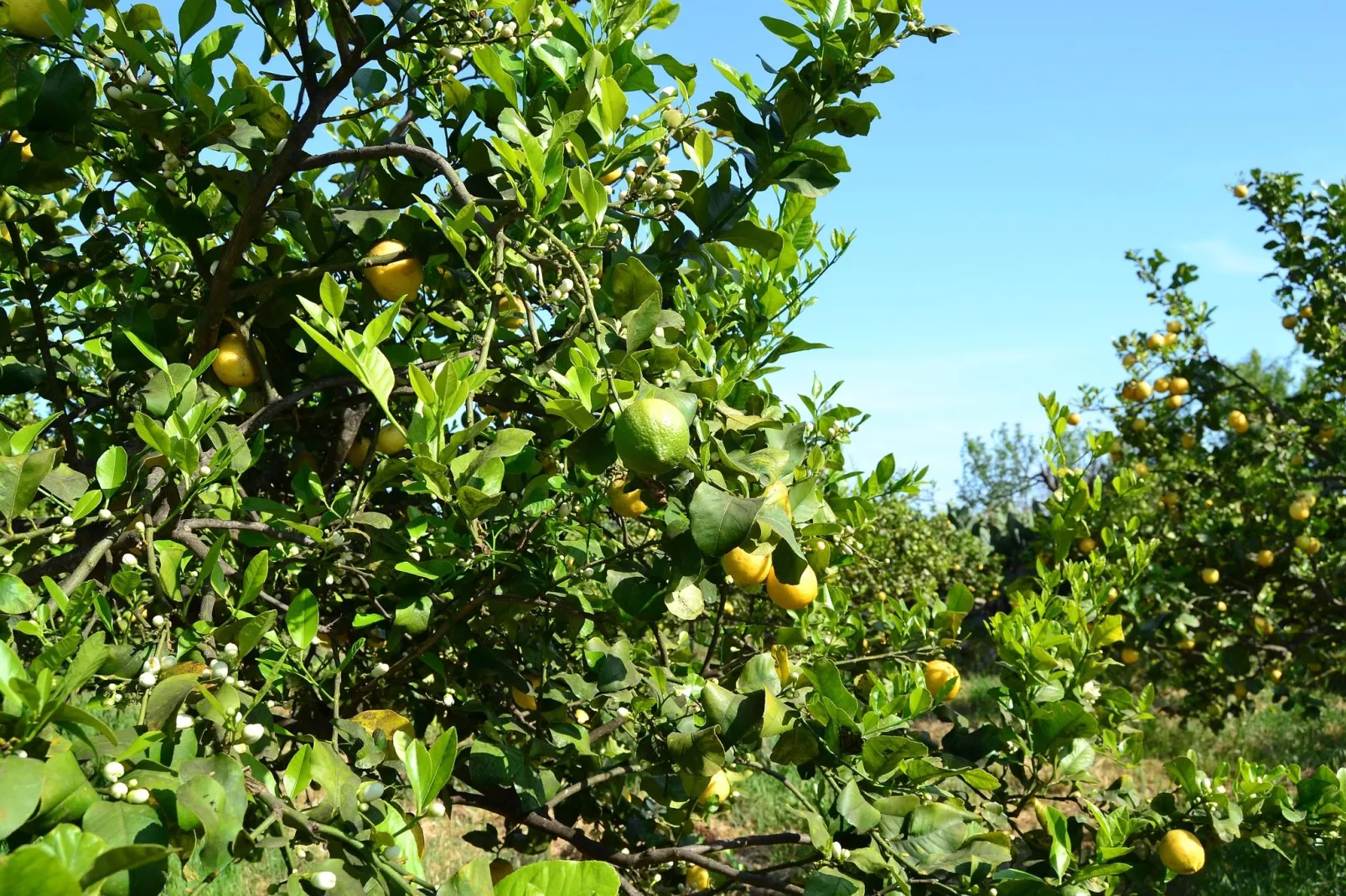 Villa Floridia Siracusa-Gebieden zomer 1km