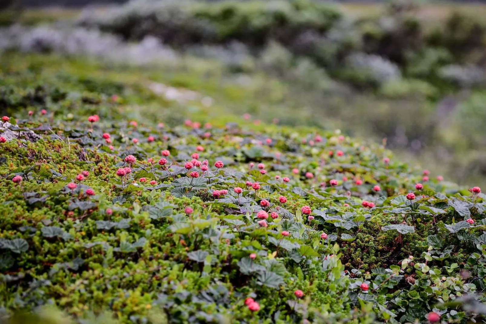 5 sterren vakantie huis in Sälen