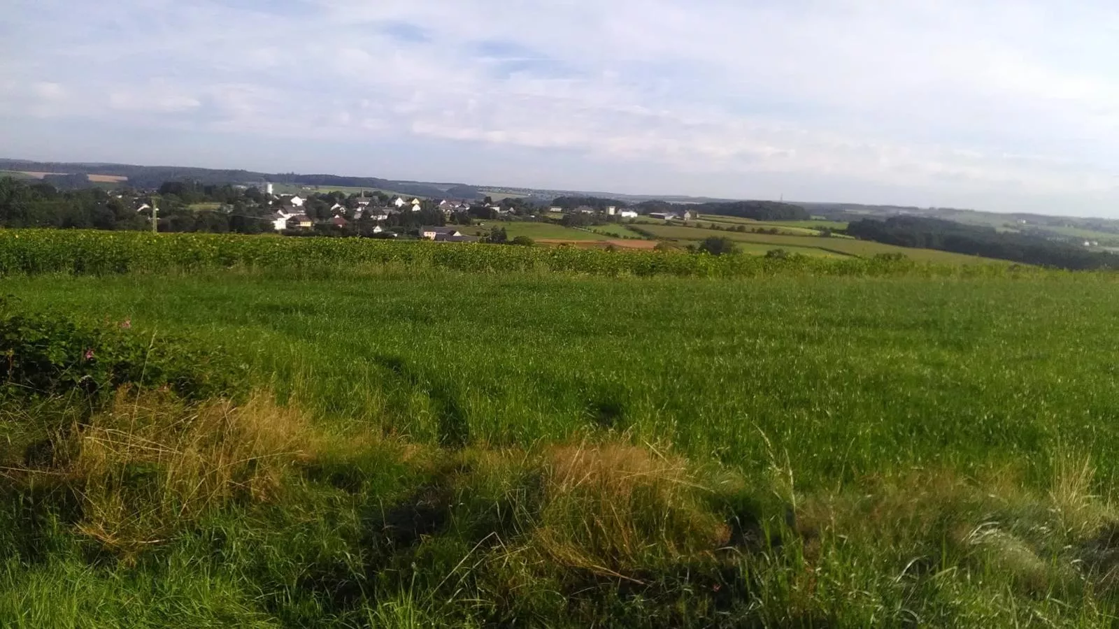Großlangenfeld-Gebieden zomer 1km