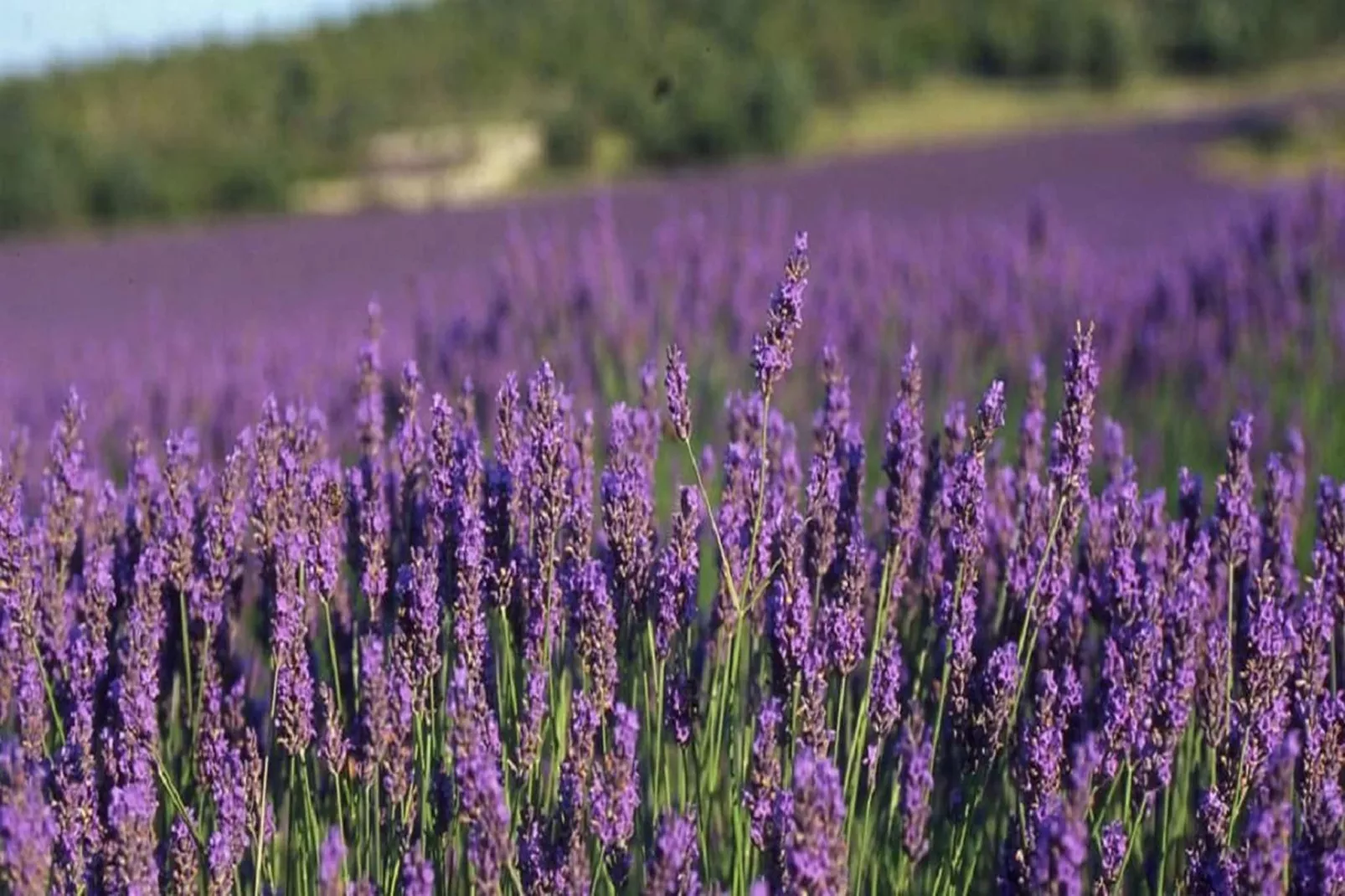 SCI Blue Hills Residence-Sfeer