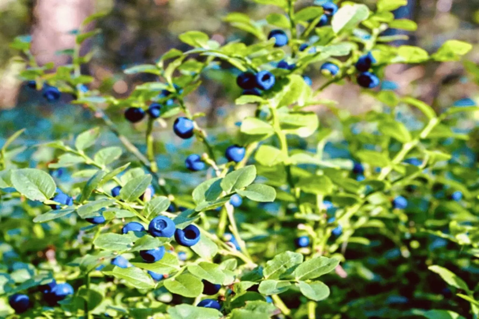 6 persoons vakantie huis in Brålanda-By Traum - Niet-getagd