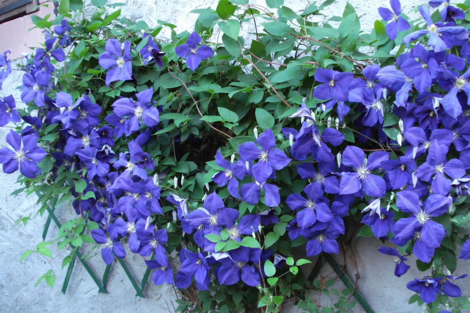 Le Gîte Fleuri - Buitenkant zomer