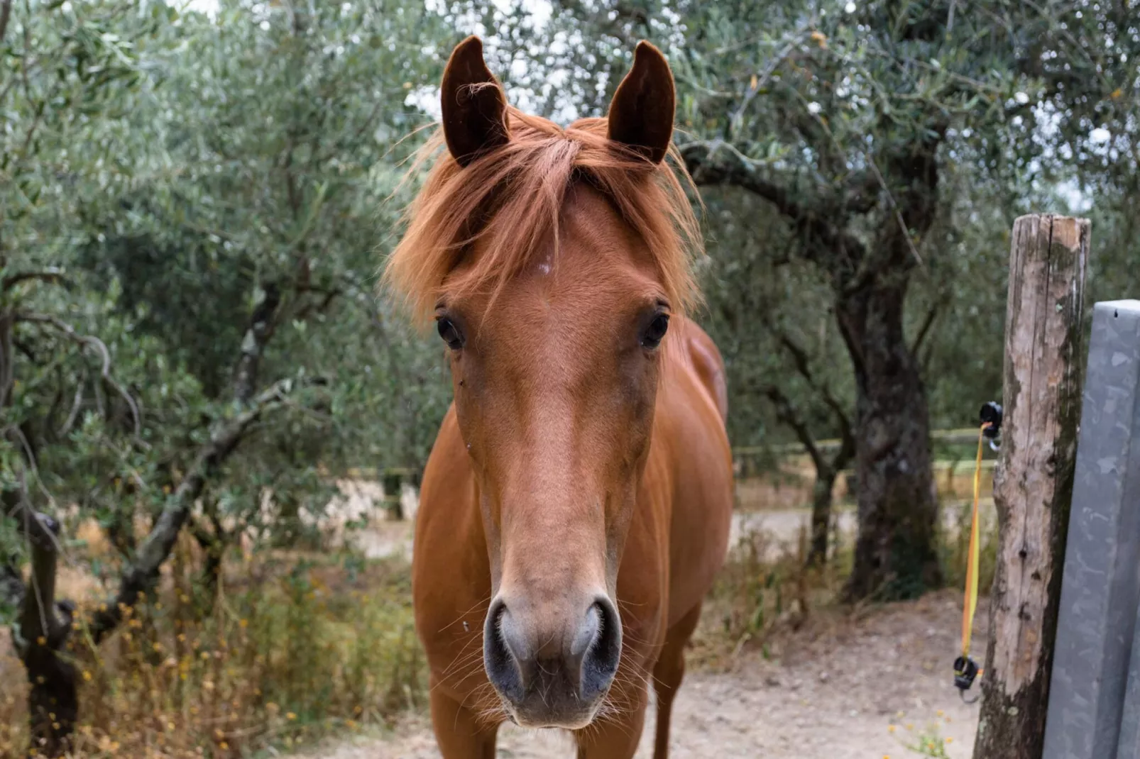La Macina Farmhouse - Sfeer