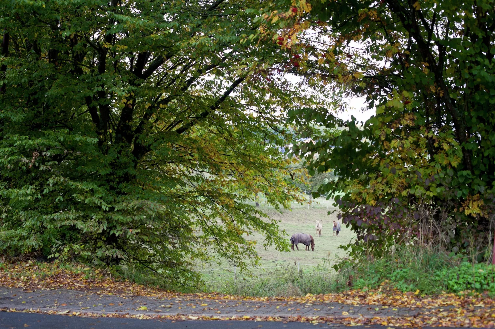Ferienwohnung Winkel in der Vulkaneifel-Gebieden zomer 5km