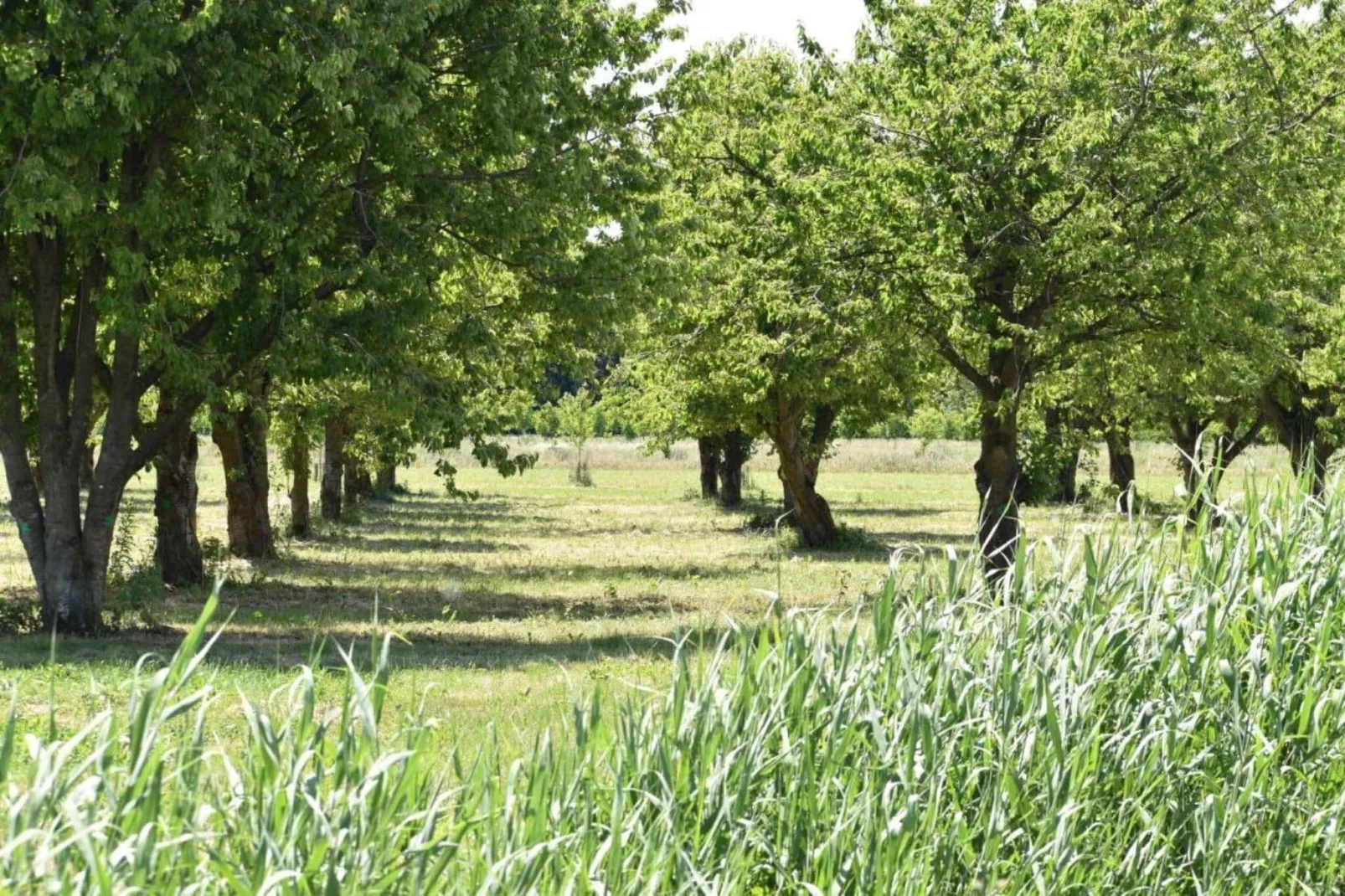 Villa Bosrijk-Gebieden zomer 1km