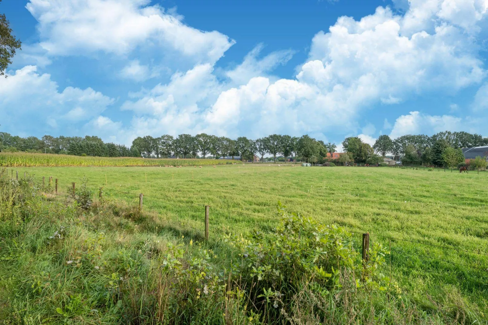 Boshuisje Elri-Uitzicht zomer