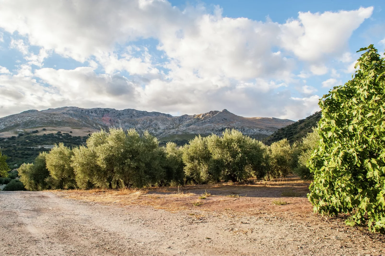 Cortijo El Llano-Gebieden zomer 1km