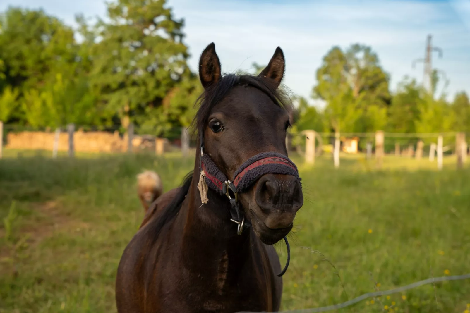 Villa Brusiana with covered heated pool-Gebieden zomer 1km