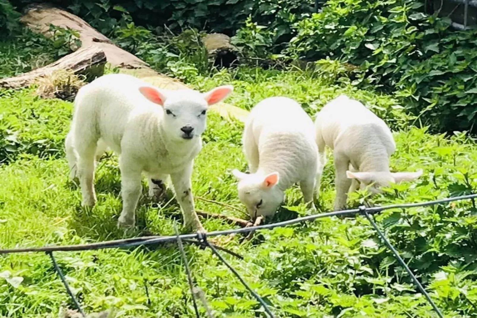Ruyghe Hoeck 4 - Tuinen zomer