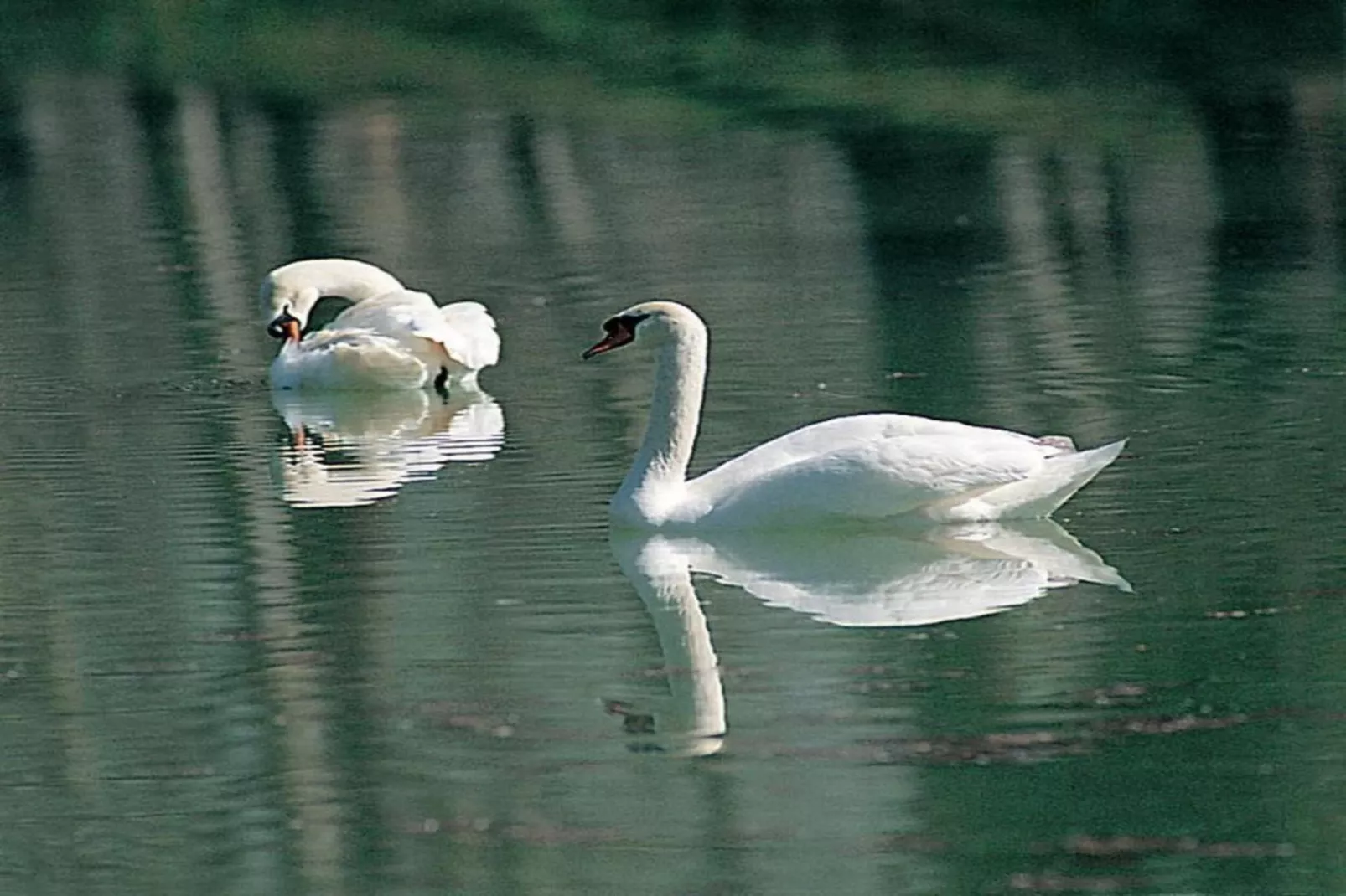 Pertinace-Gebieden zomer 20km