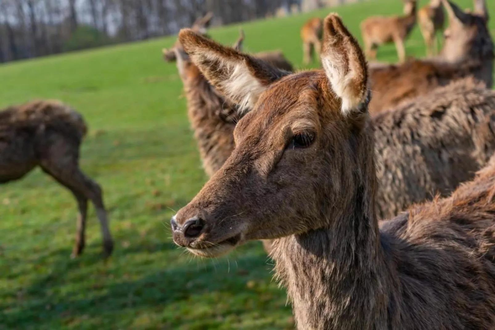 Heiderhof - Family Room for 4 person-Sfeer