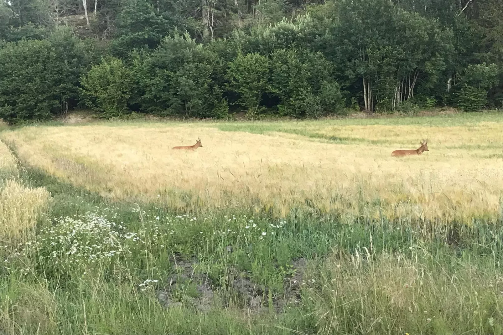 4 Personen vakantie huis in HÄLLEVADSHOLM-Niet-getagd