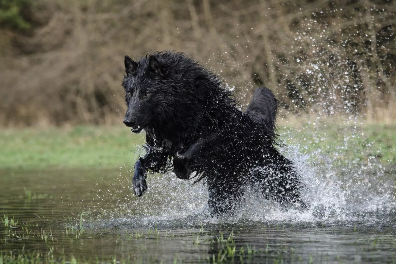 Beach house - Tuinen zomer