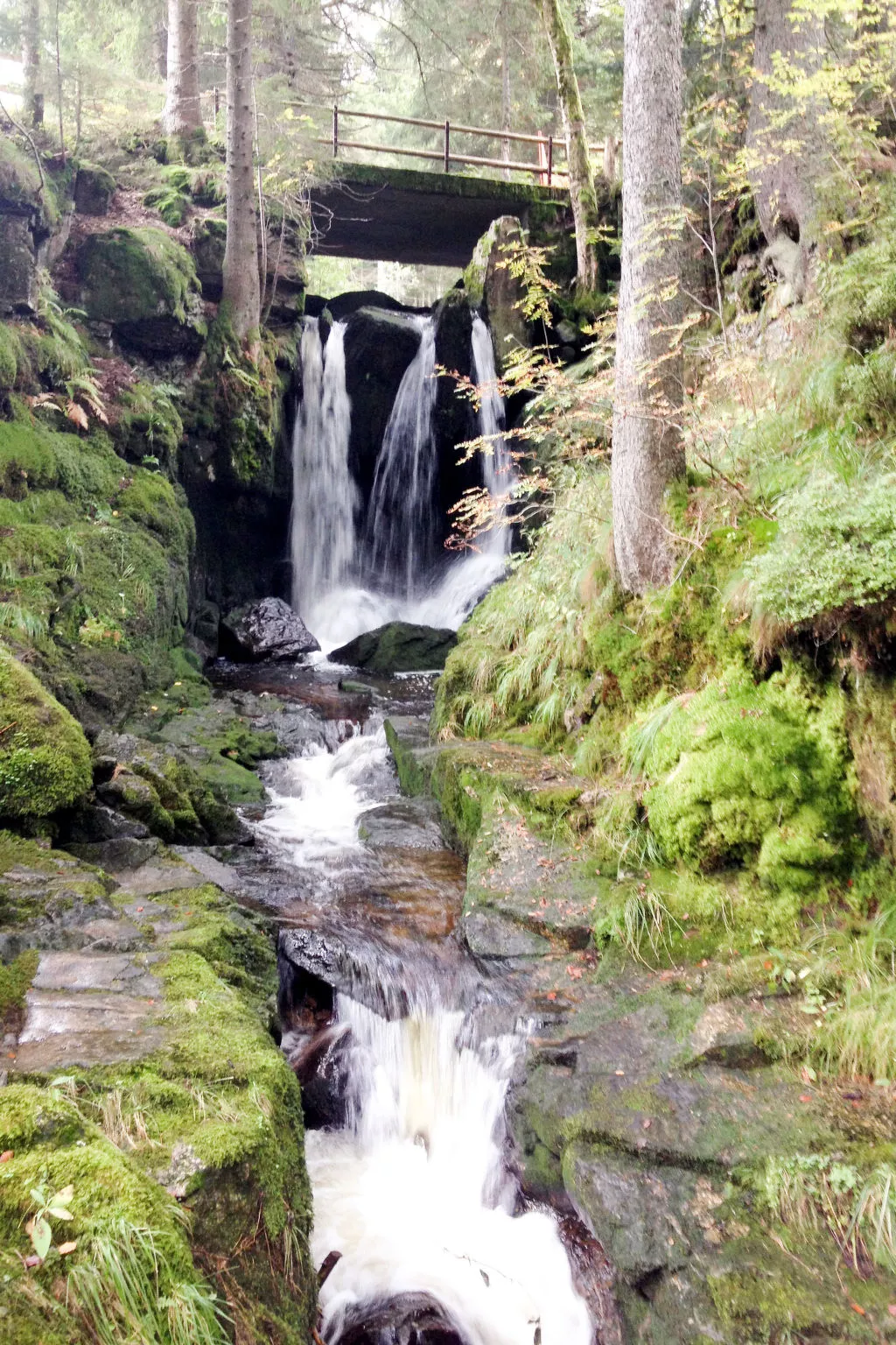 Schwarzwaldhaus St. Blasien, direkt am Bach - Omgeving