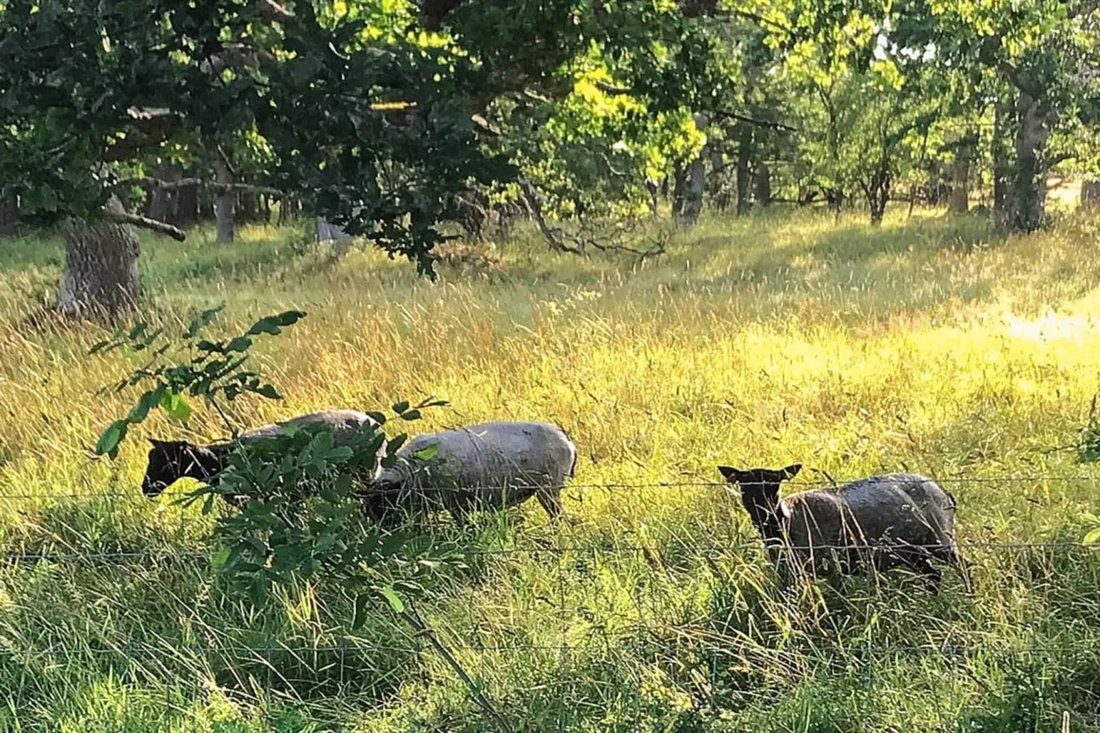 5 sterren vakantie huis in Lärbro