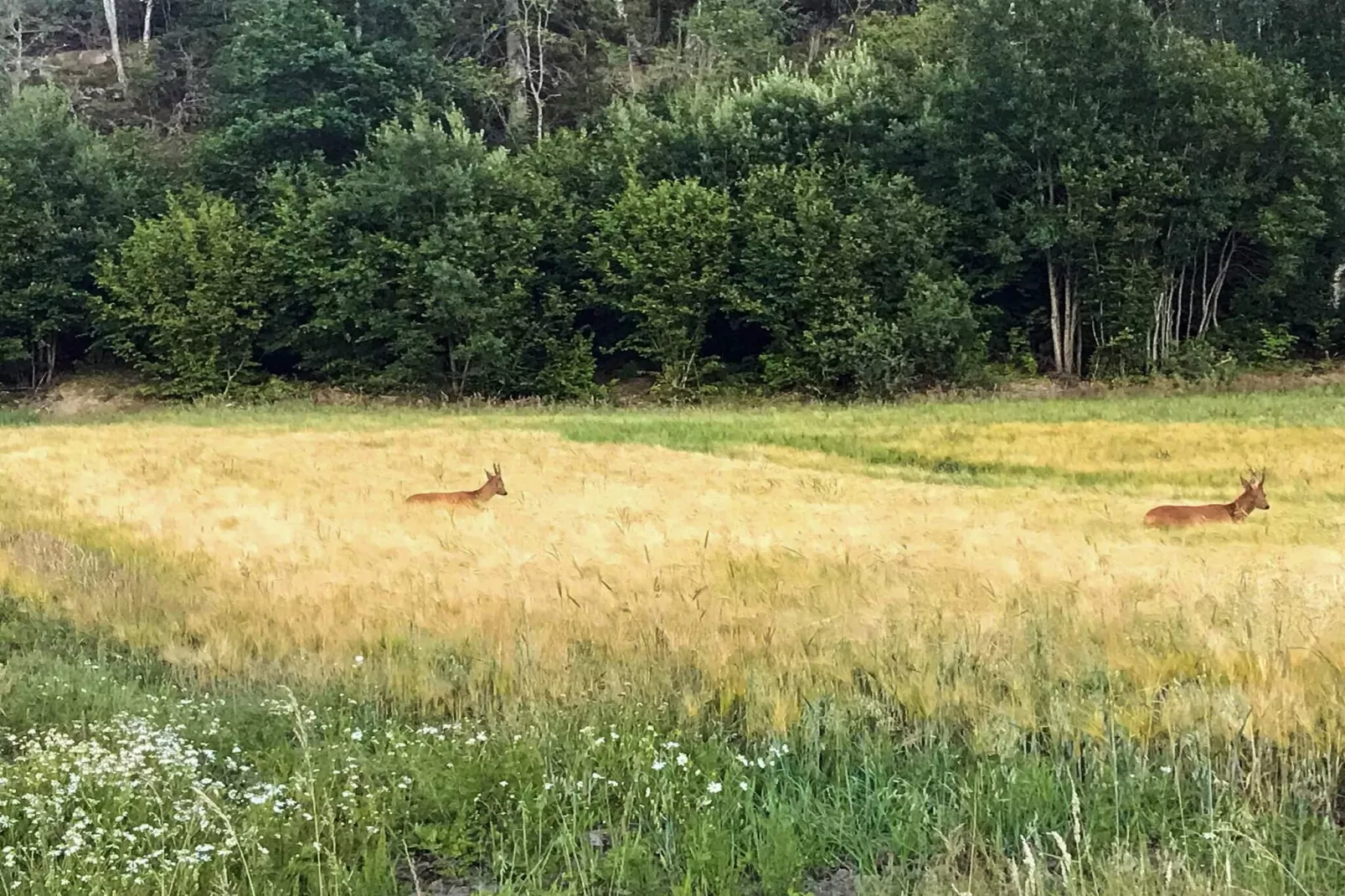 4 Personen vakantie huis in LYSEKIL