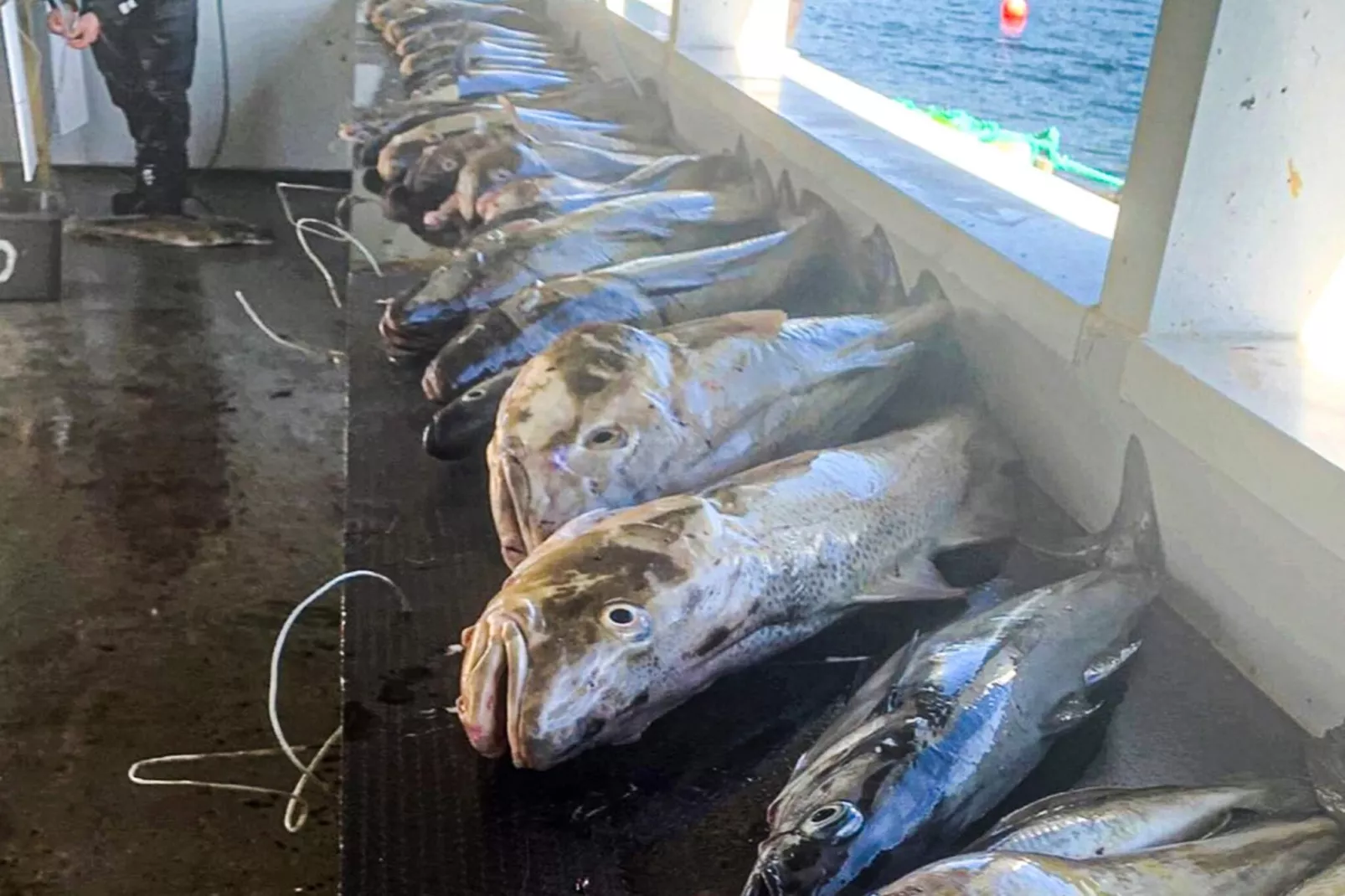 5 Personen vakantie huis in Flatanger - Niet-getagd